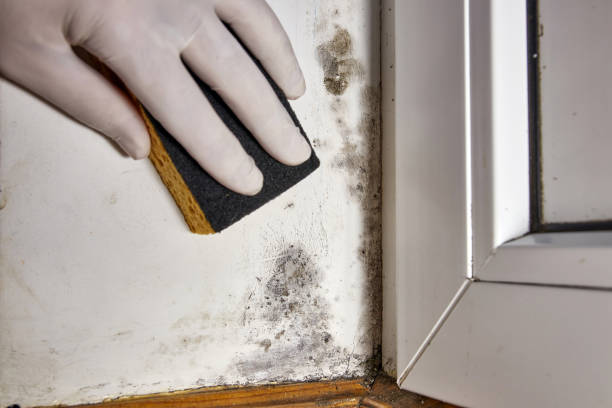 Best Airborne Mold Testing  in La Conner, WA